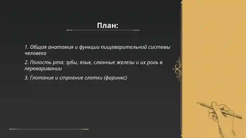 Пищеварительная система человека 2