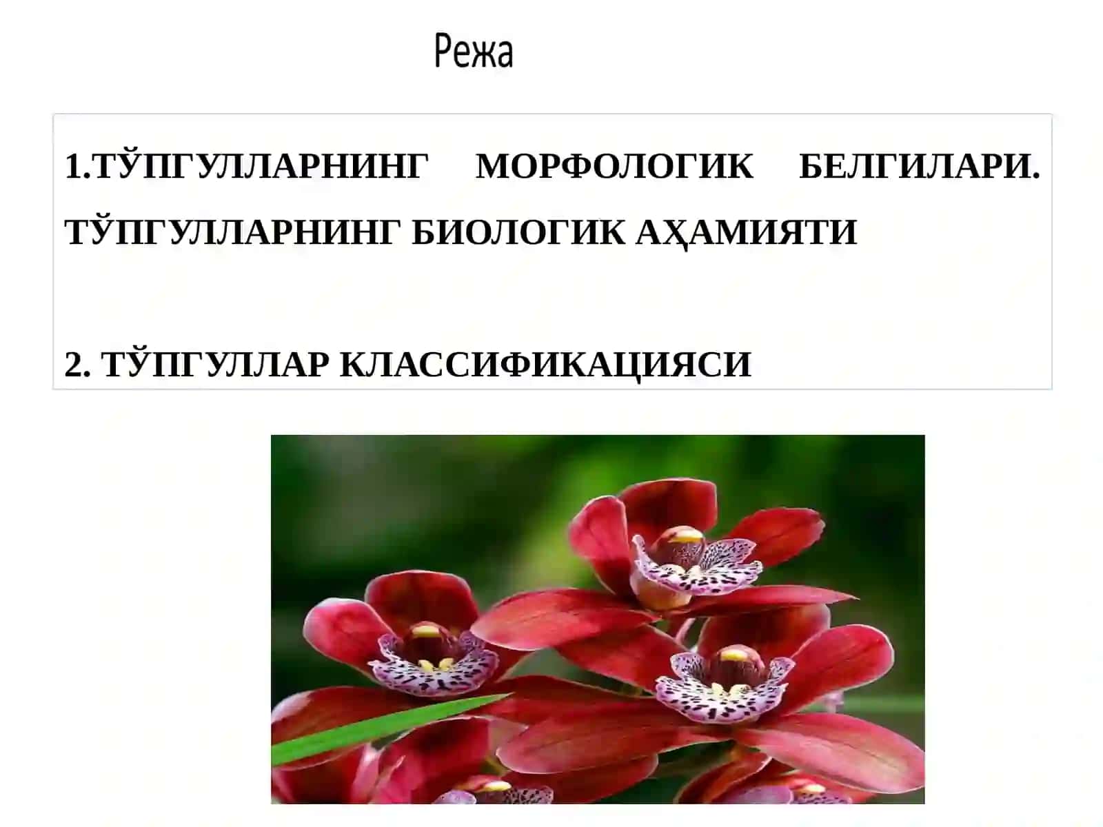 Тўпгуллар 2