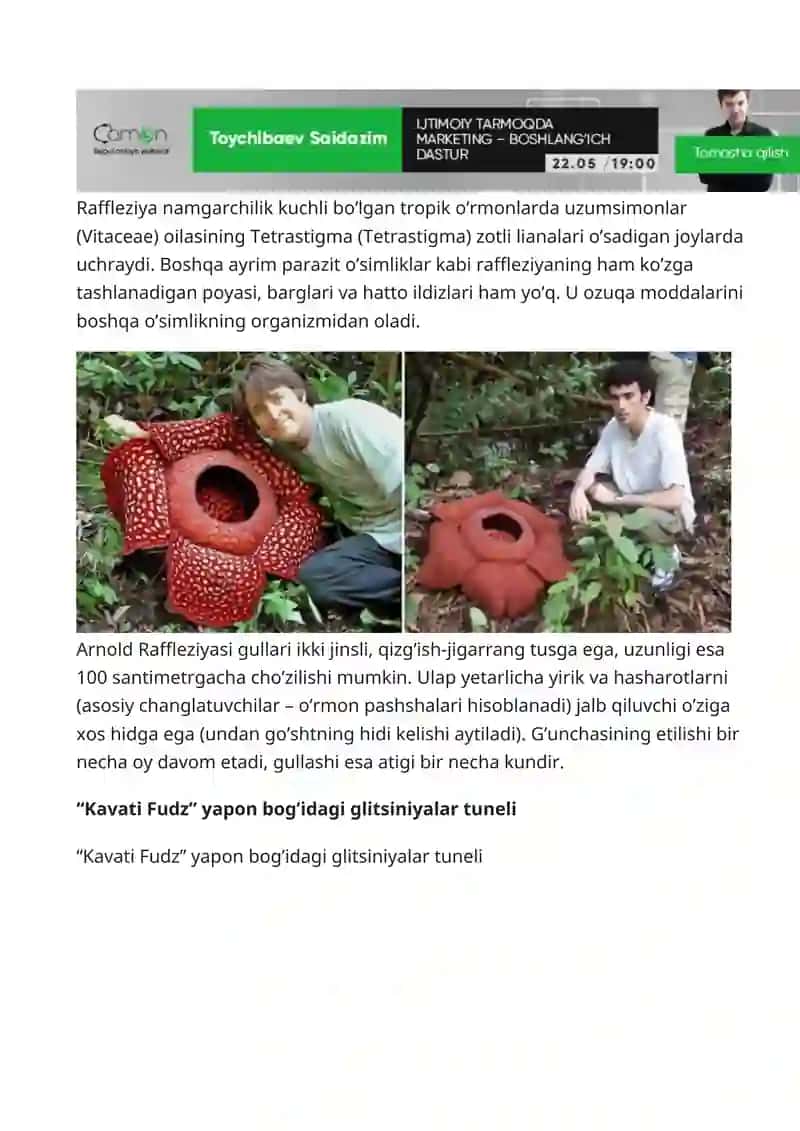 Arnold Raffleziyasi 2