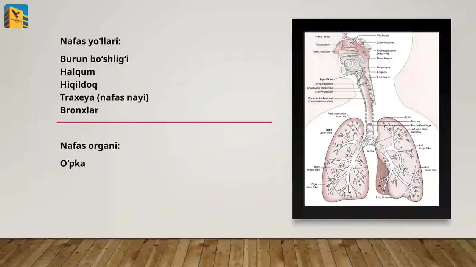 Nafasolish sistemasi 2