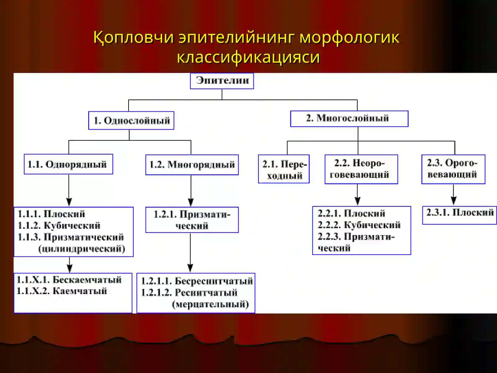 Эпителийтўқимаси 2