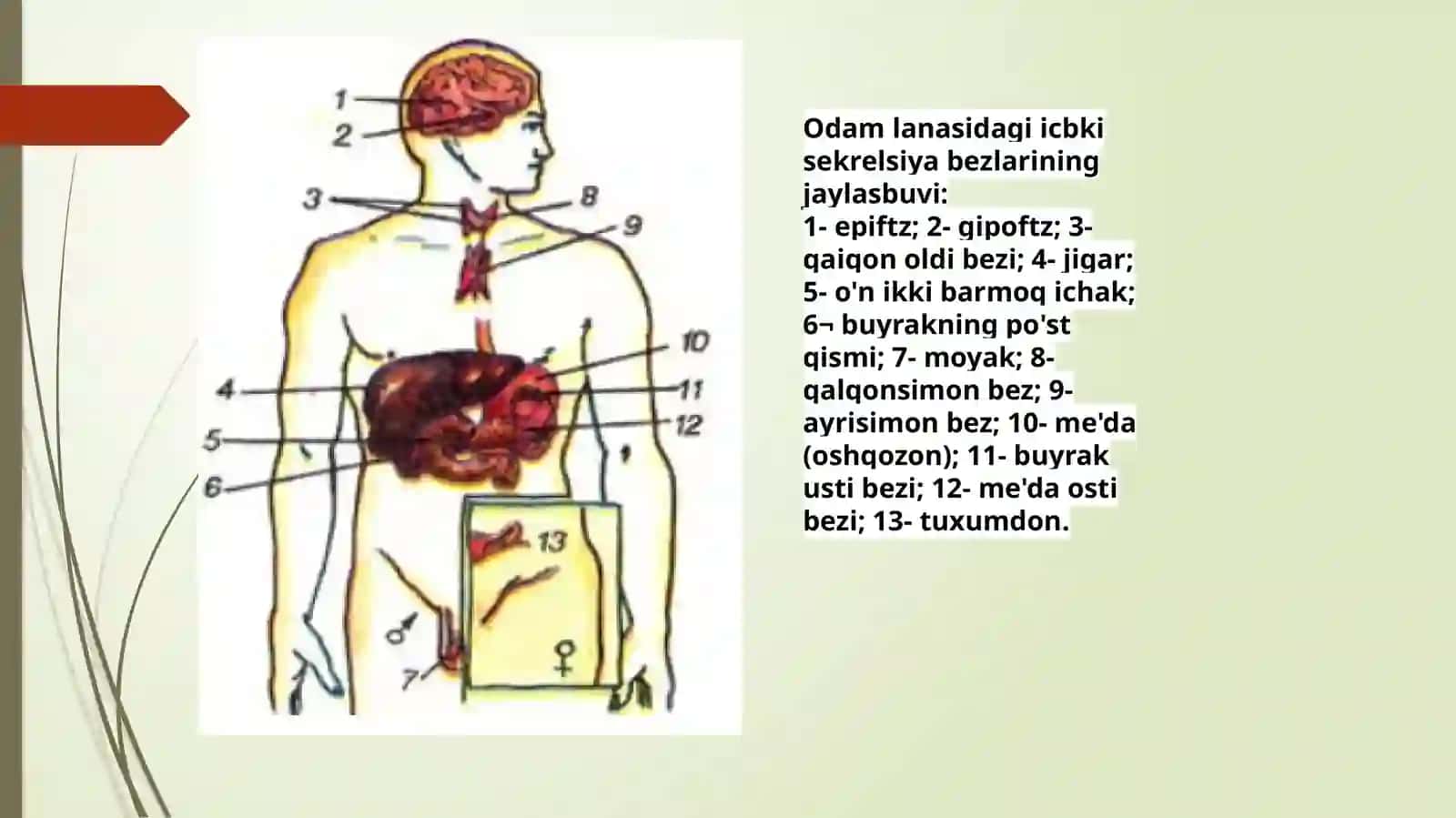 Ichki sekretsiya bezlari 2