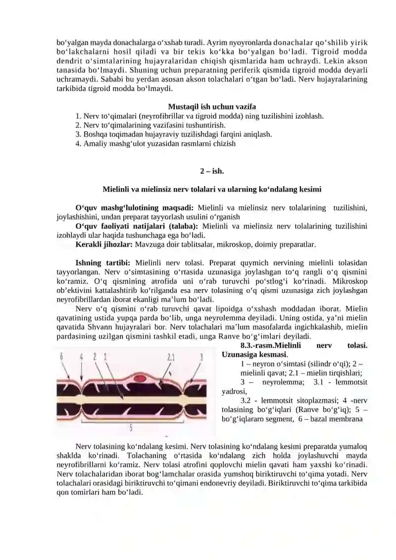 Nerv toʻqimasi hujayralari 2