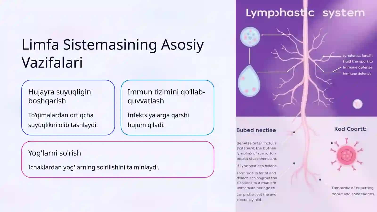 Limfa Sistemasi (Anatomiya) 2