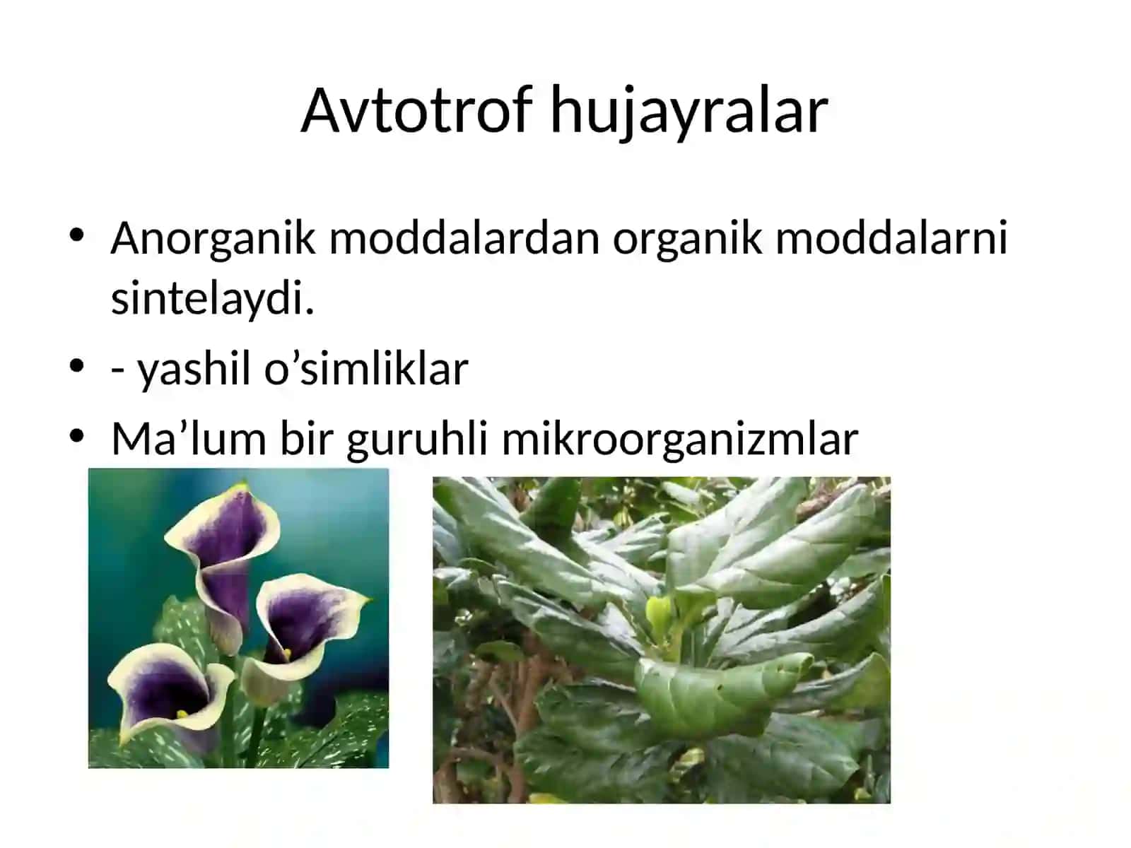 Hujayraning oziqlanishi 2