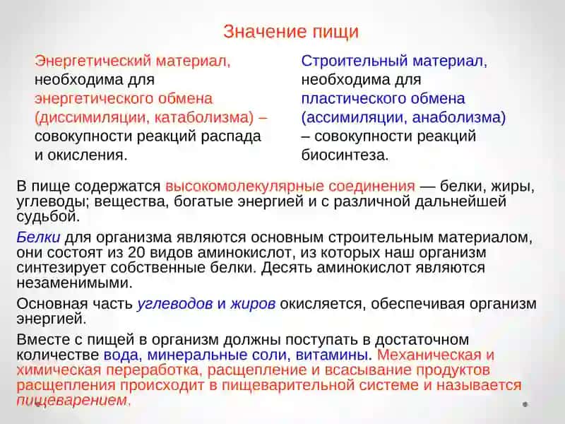 "Пищеварительная система" 2