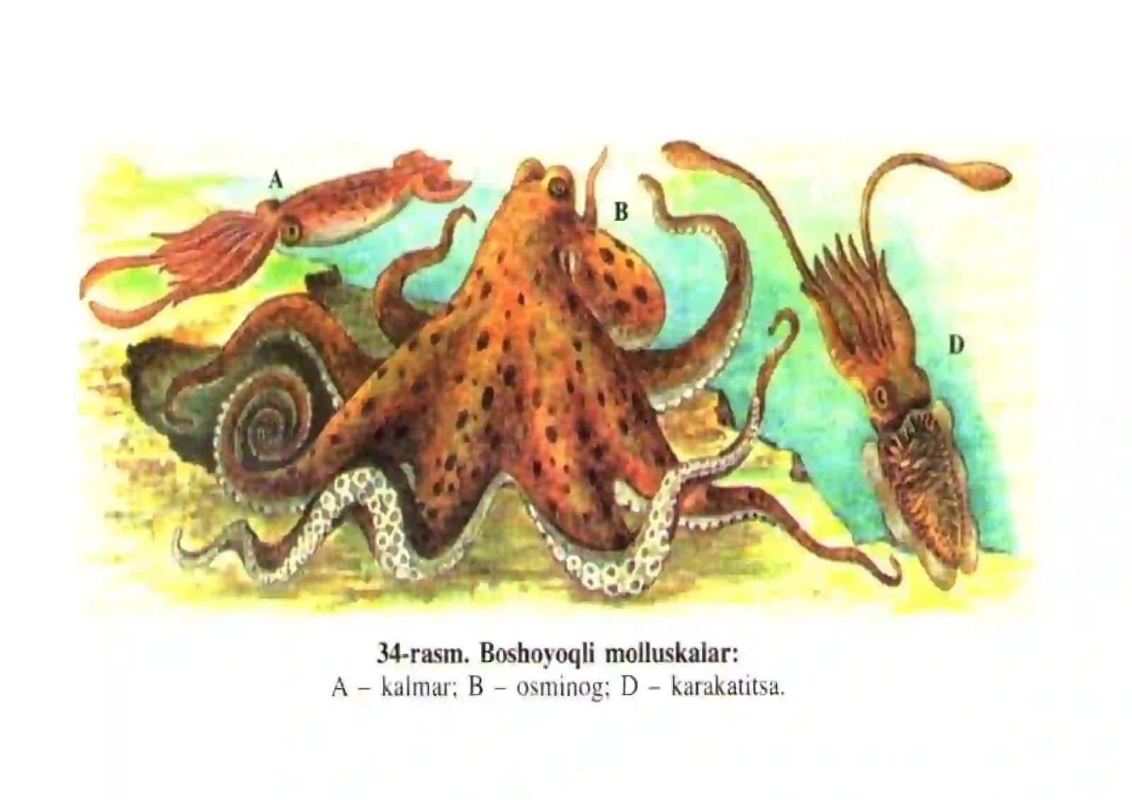 109-rasm. Ayiqsimonlar 2