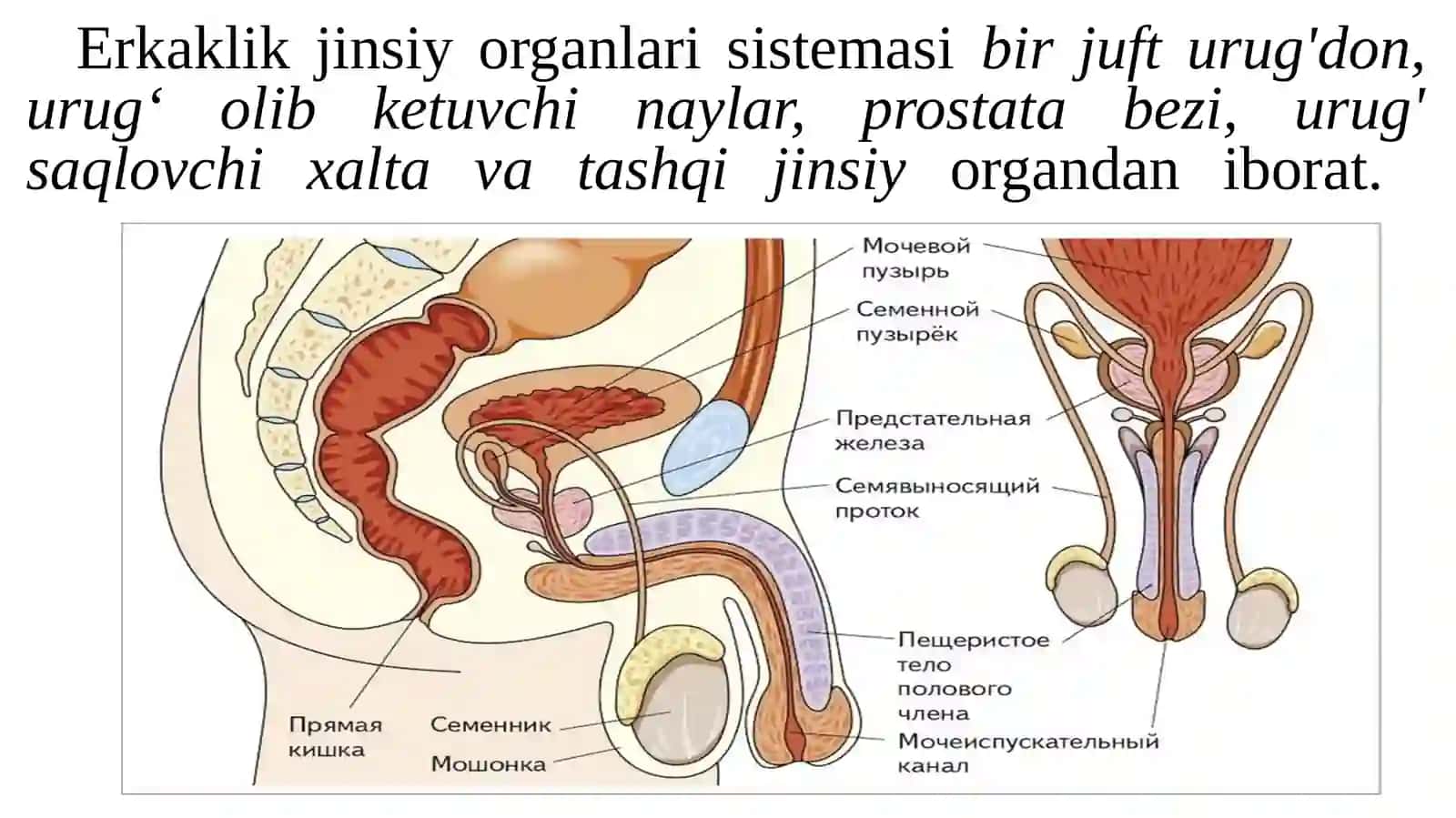 Urugʻhujayralarningkoʻpayishivaspermatogenez 2
