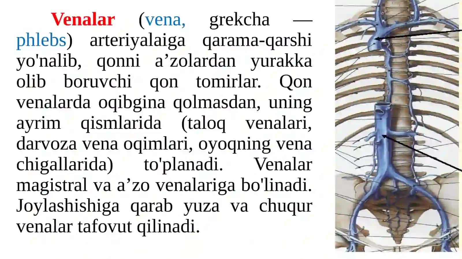 Venatizimining funksional vayoshli anatomi yasi 2