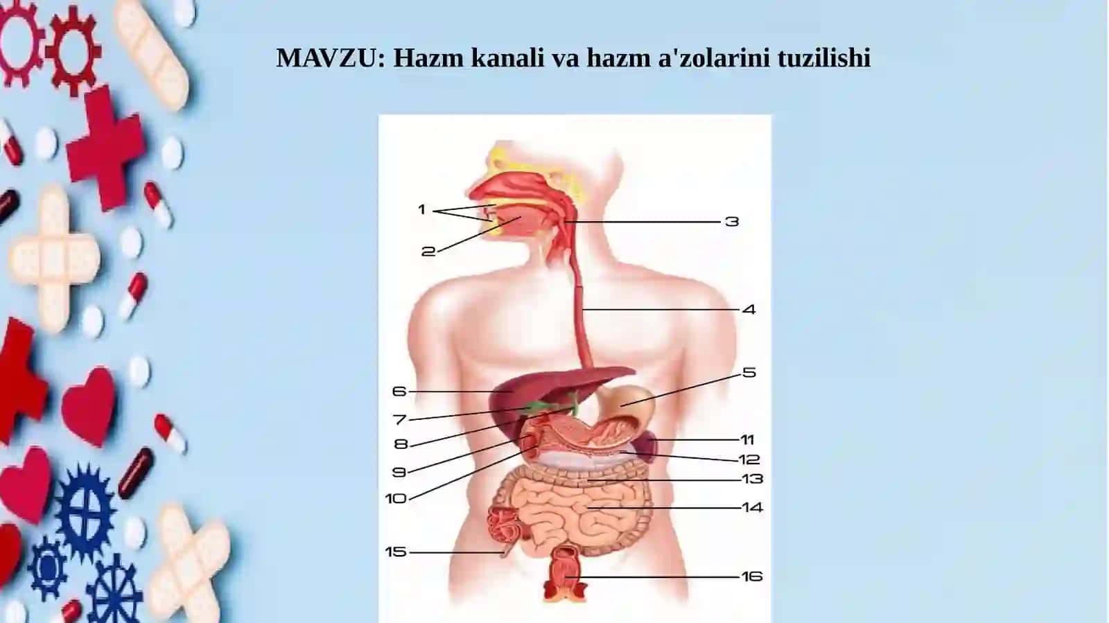 Hazm kanali va hazma'zolari 2