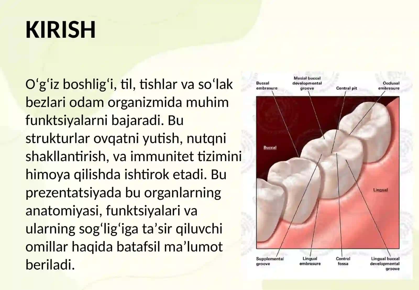 Oʻgʻiz boshligʻi til tish soʻlak bezlari 2