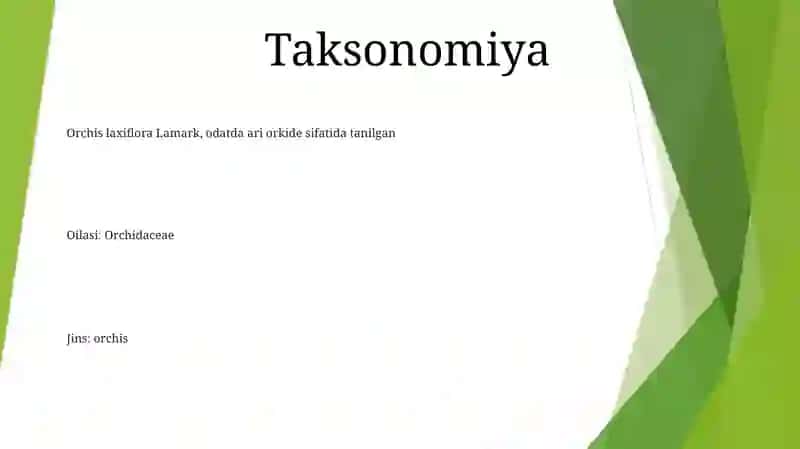 Orxideya Guli 2