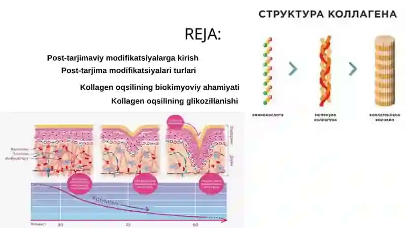 Turli xil oqsillarning translyatsiyadan keyingi modifikatsiyalari 2