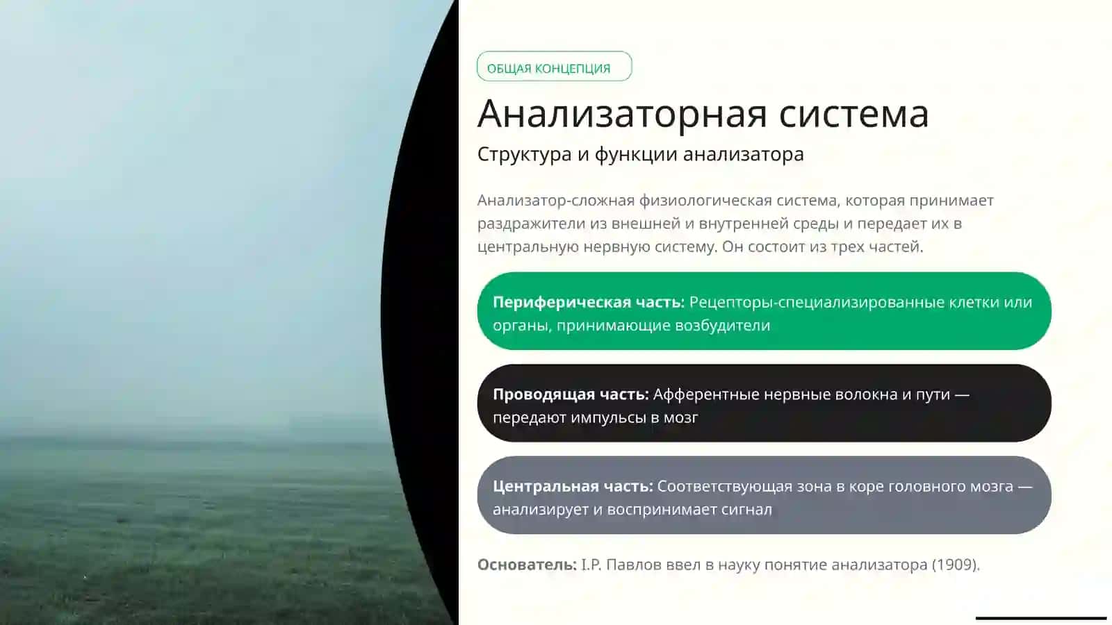 Анализаторыфизиология 2