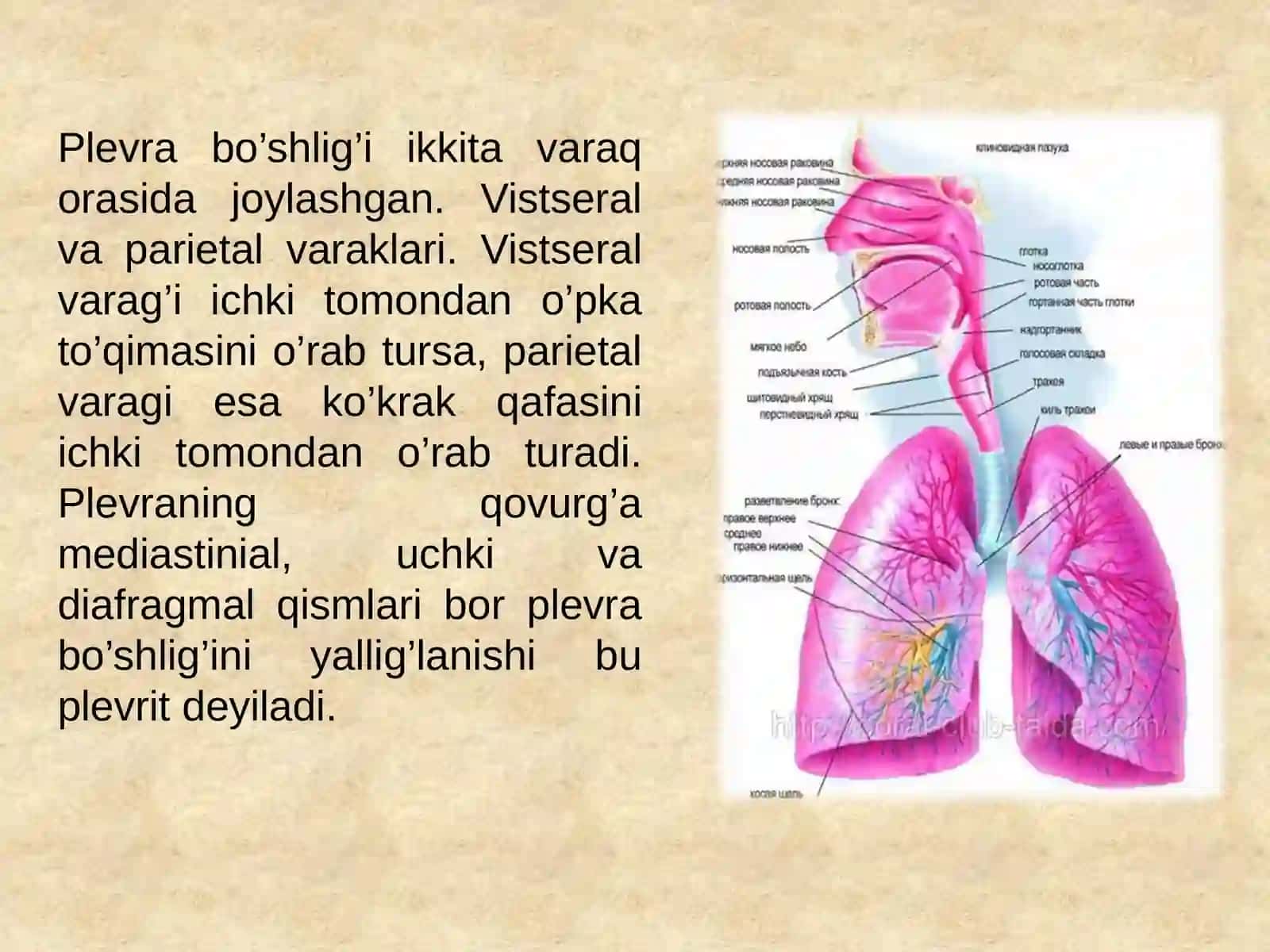 Bolalarda plevritlar. Etiologiyasi, klinikasi ,davolash 2