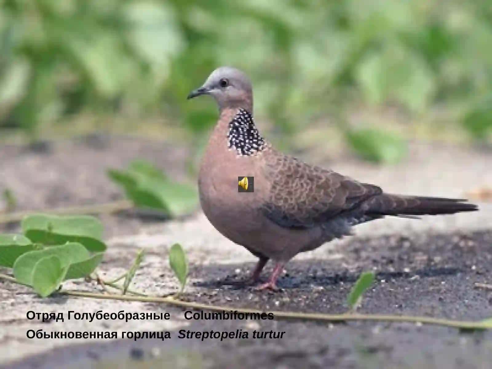 Обыкновенная горлица 2