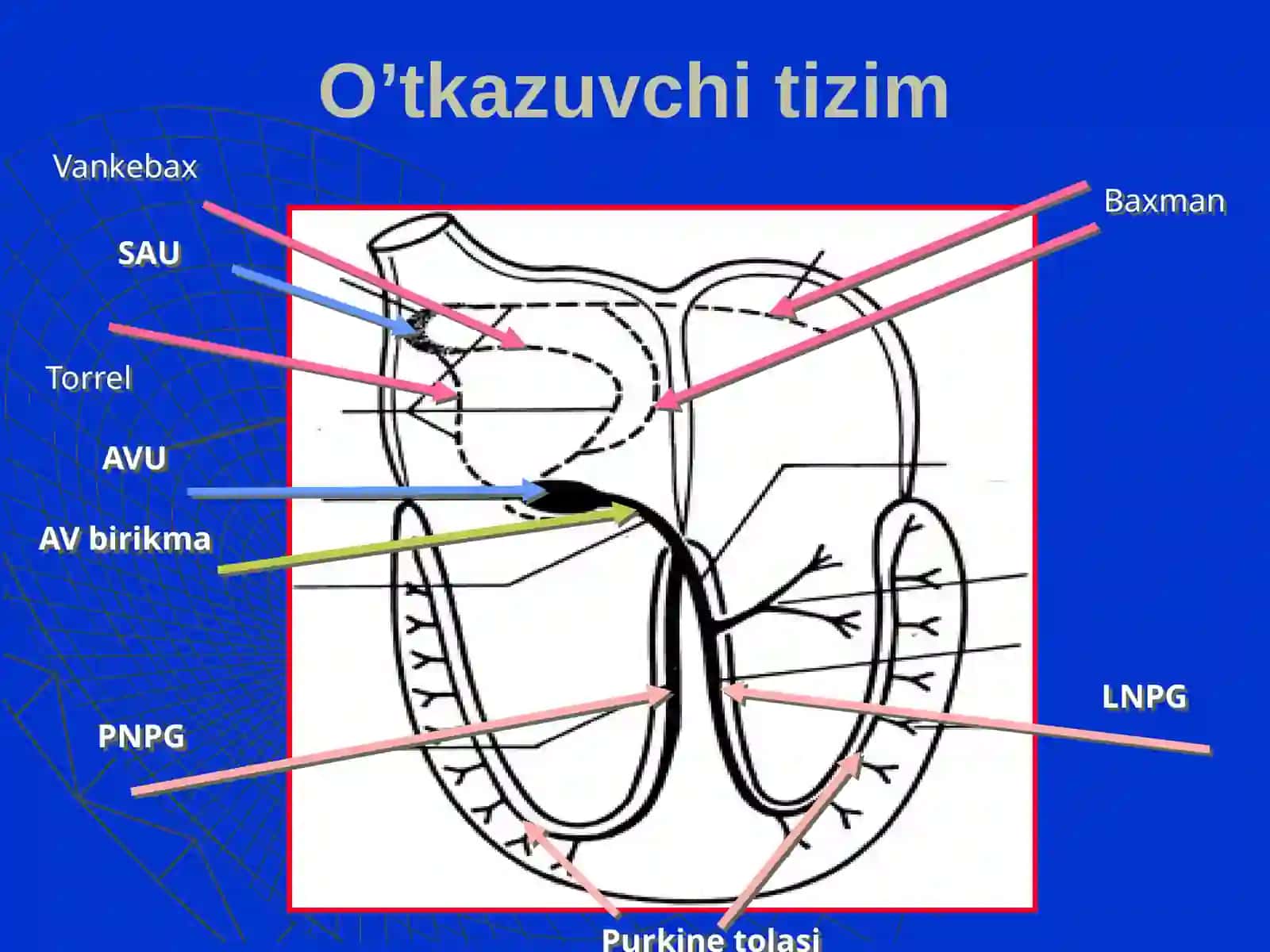 Bolalarda aritmiya 2