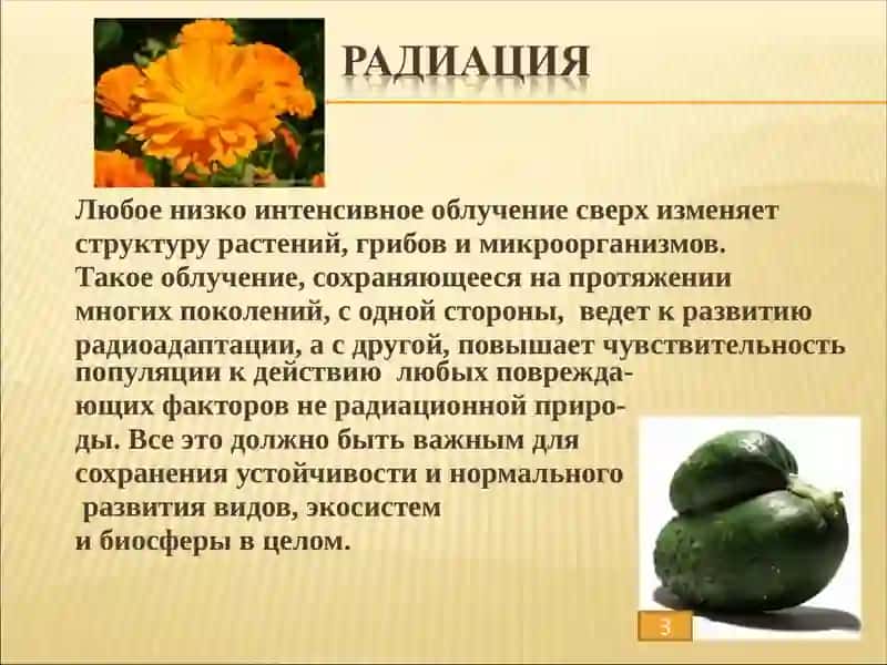 Радиация и растения 2