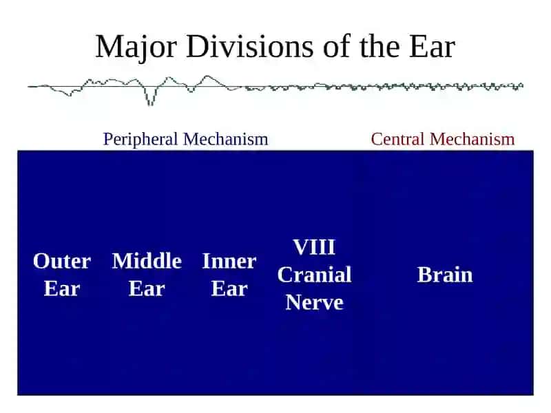Ear 2