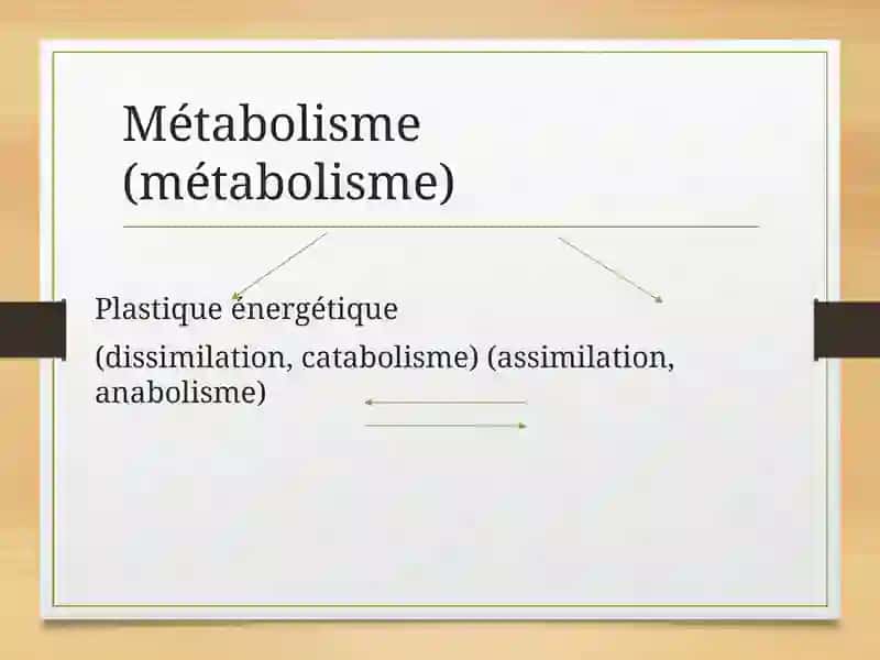 Métabolisme 2
