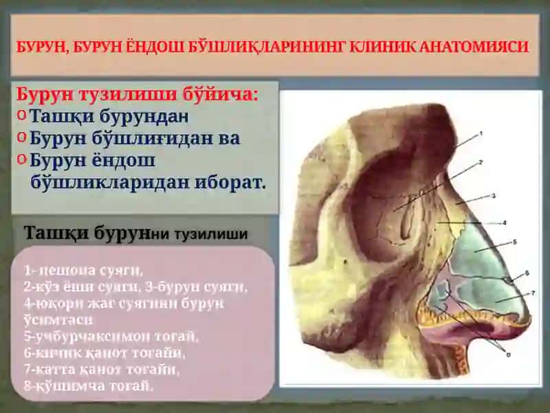 БУРУН, БУРУН ЁНДОШ БЎШЛИҚЛАРИНИНГКЛИНИК АНАТОМИЯСИ 2