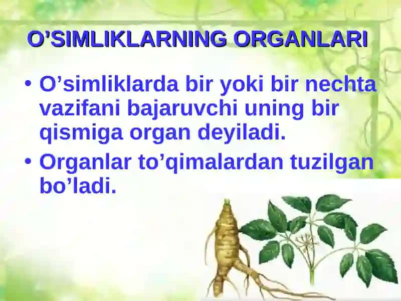Organlar tuzilishi 2