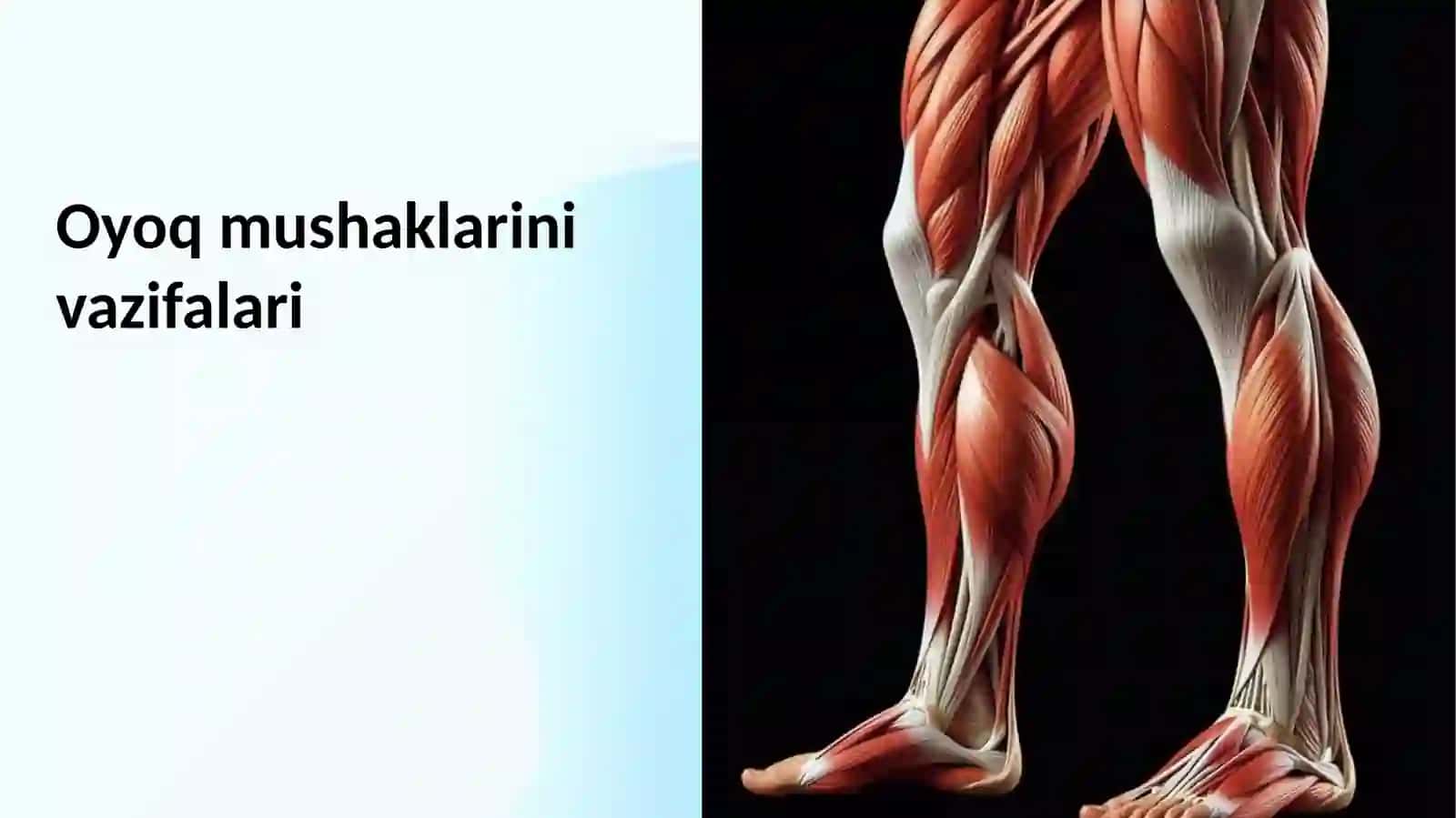 Oyoq mushaklarining tur va joylashuvi 2