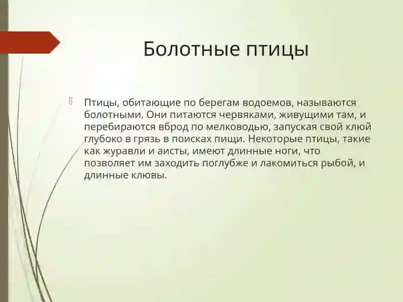 ВОДНО-БОЛОТНЫЕ ПТИЦЫ 2
