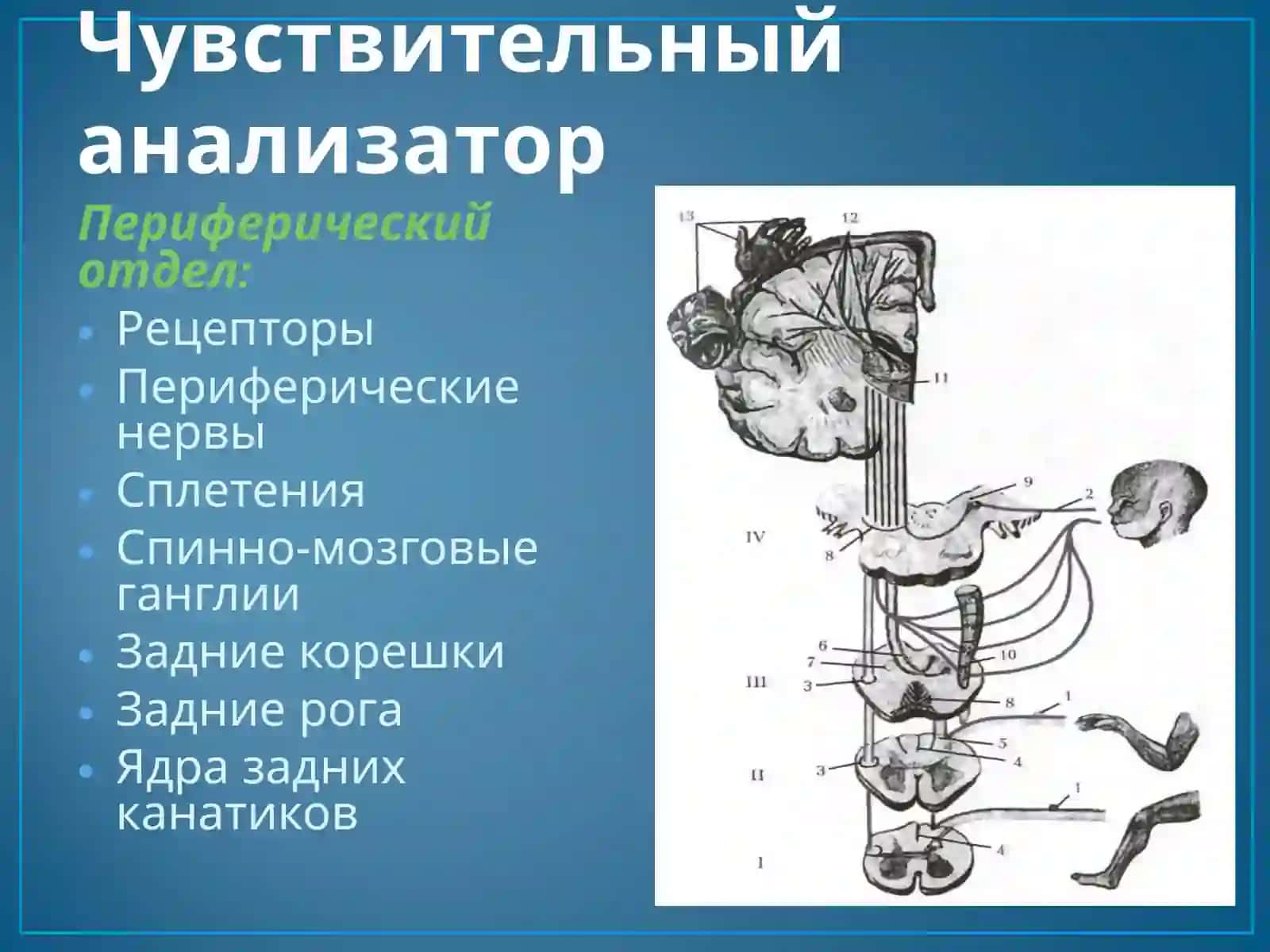 Чувствительная сфера 2