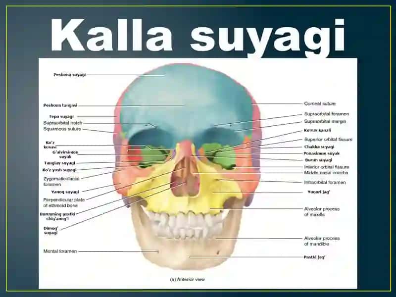 Anatomiya fanidan Kalla suyagi mavzusida taqdimot. 2