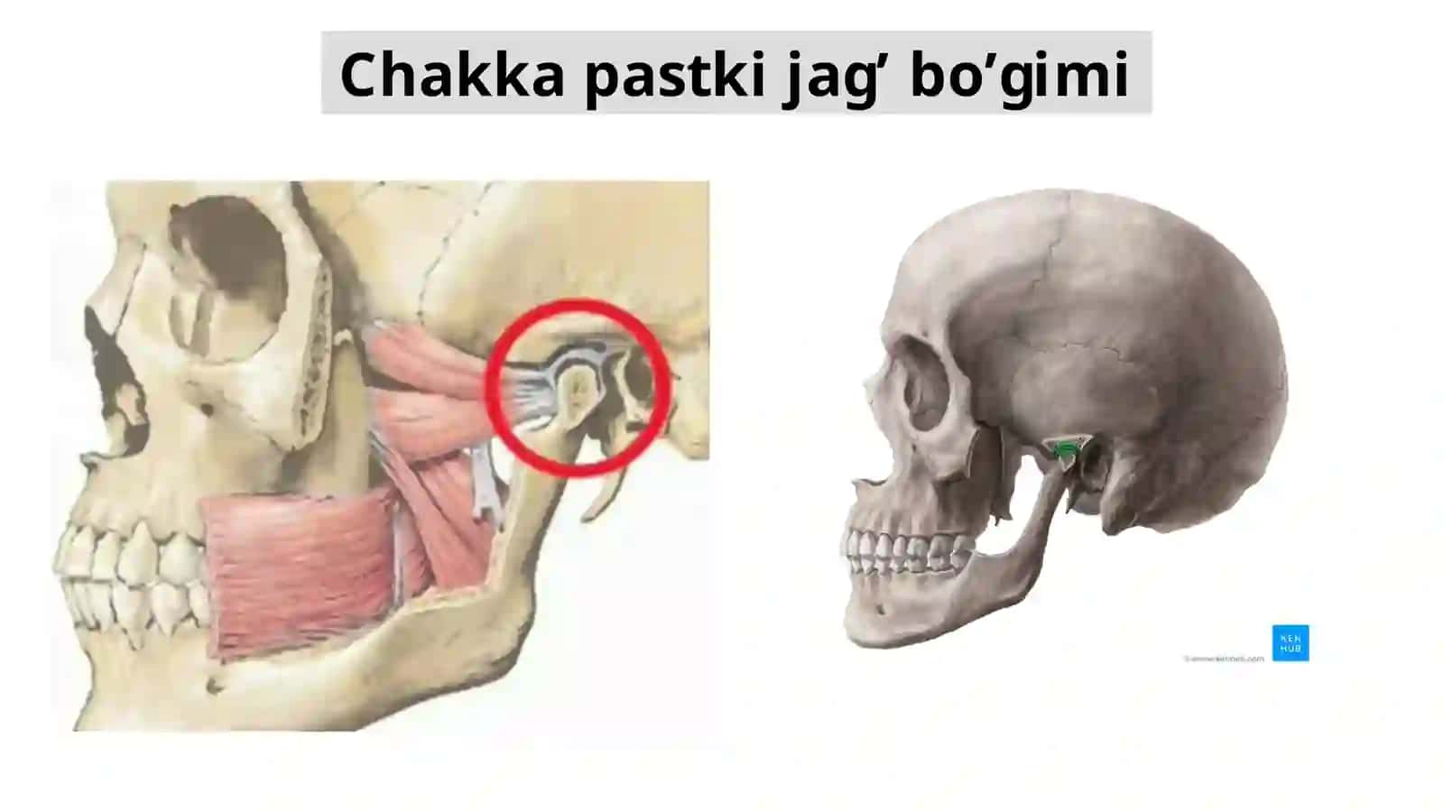 Chakka pastki jag bogiminimg tuzilishi 2