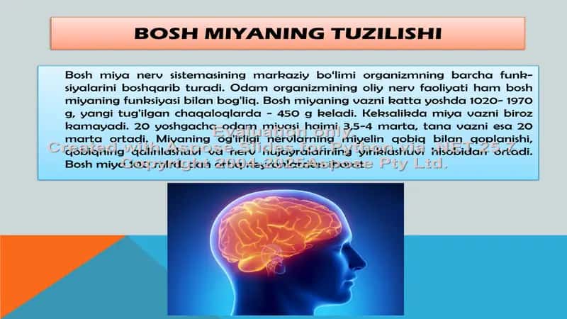 Bosh miyaning tuzilishi va funksiyasi 2