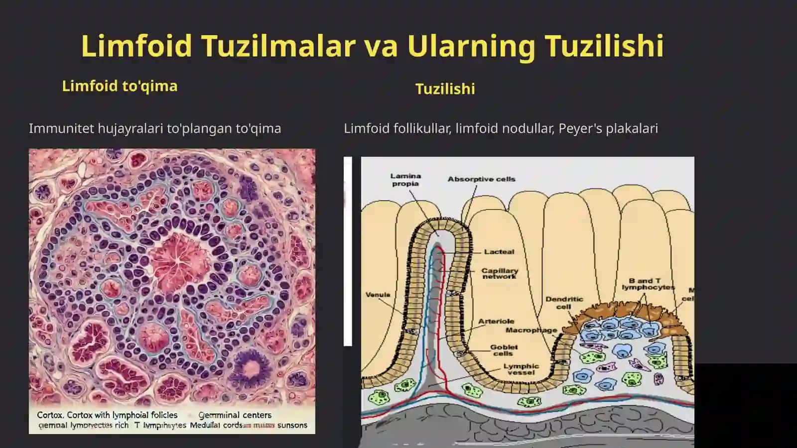 Hazm Nayining Limfoid Tuzilmalari 2