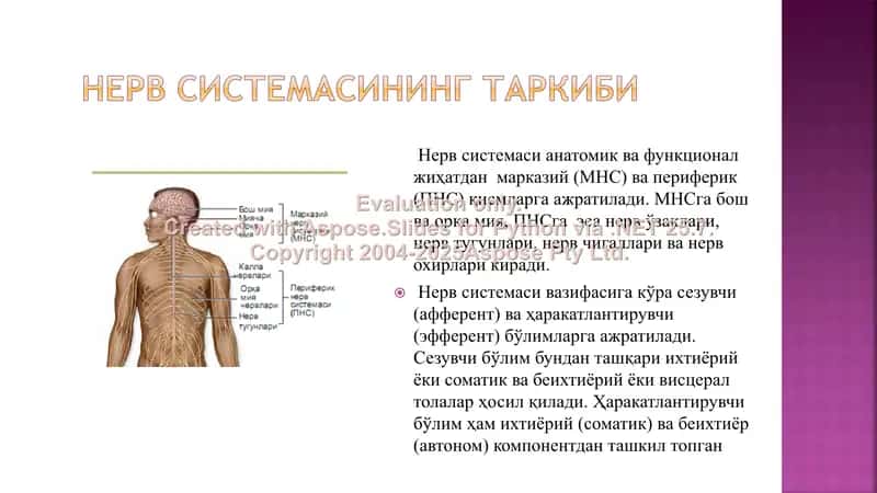 Нерв тизимининг морфофункционал таснифи 2