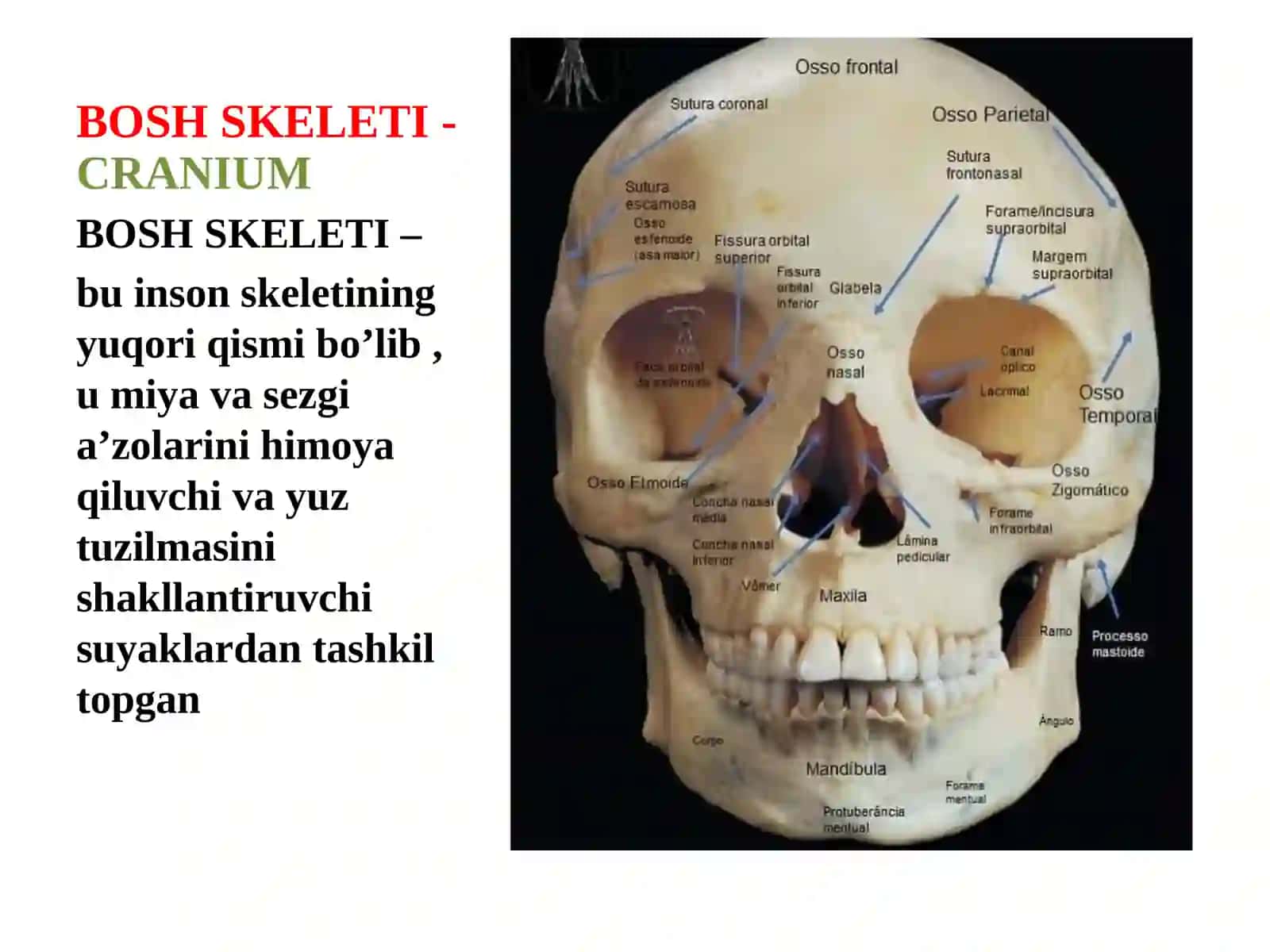 Bosh skeleti 2