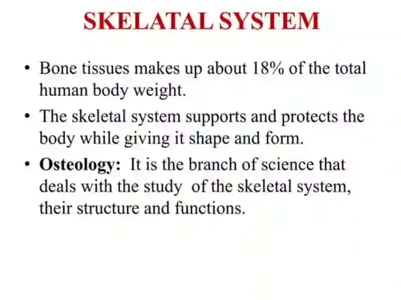 The skeletal system of a human being 2