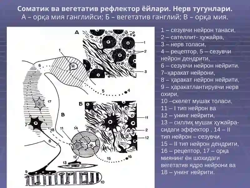 НЕРВ ТИЗИМИ,СЕЗУВ АЪЗОЛАРИ 2