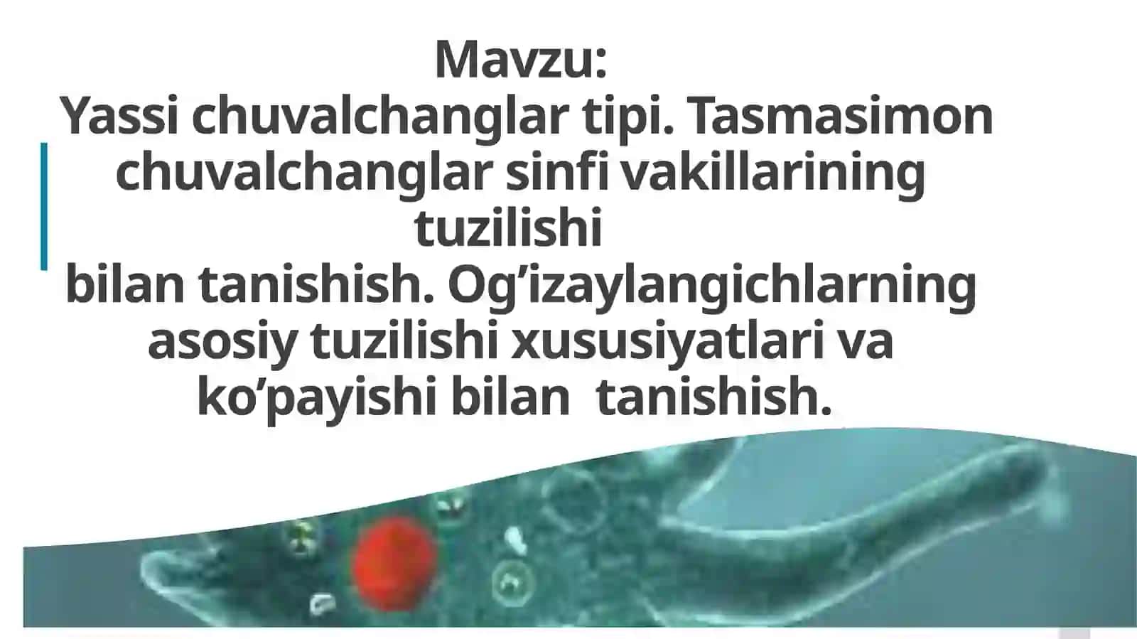 Bir hujayrali organizmlar 2