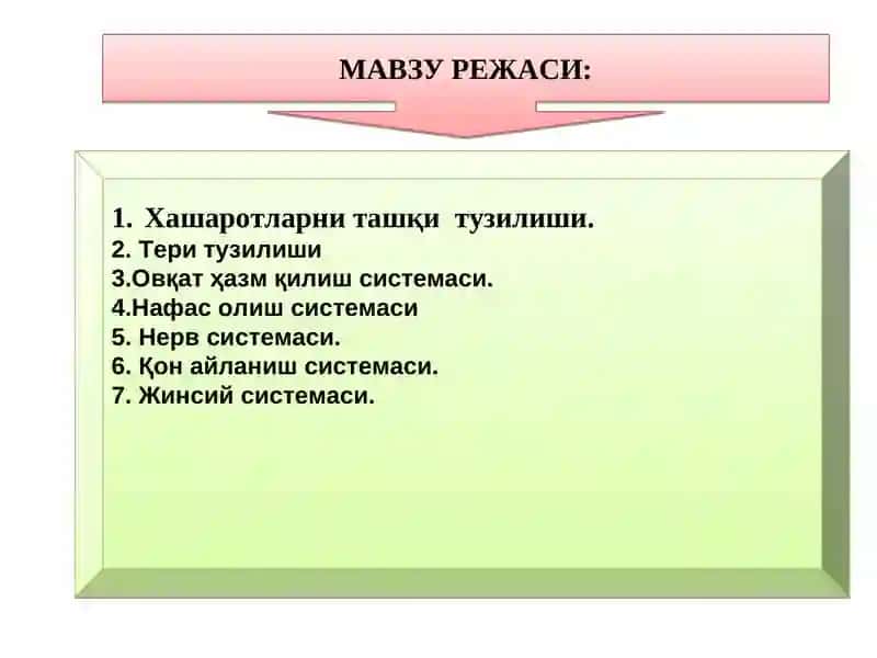 Ҳашаротлар морфологияси ва анатомияси 2