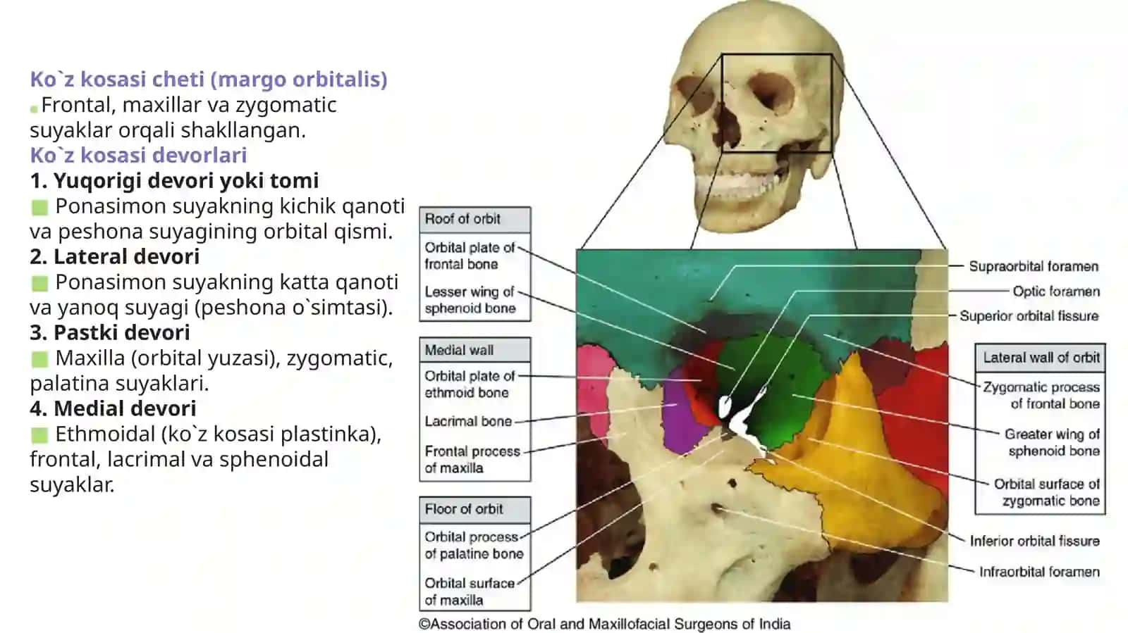KO’Z KOSASI SUYAKLARI (OS ORBITALIS) VA NERVTAMINOTI 2