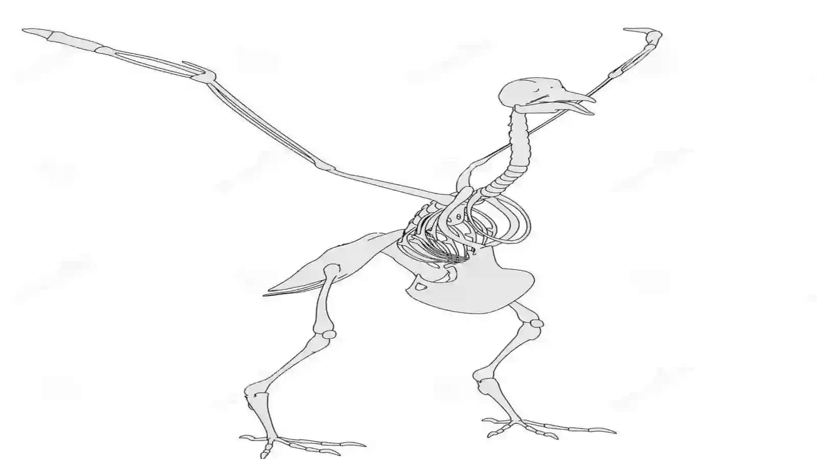 Ko‘kkaptarning skeleti va ichki tuzilishi 2