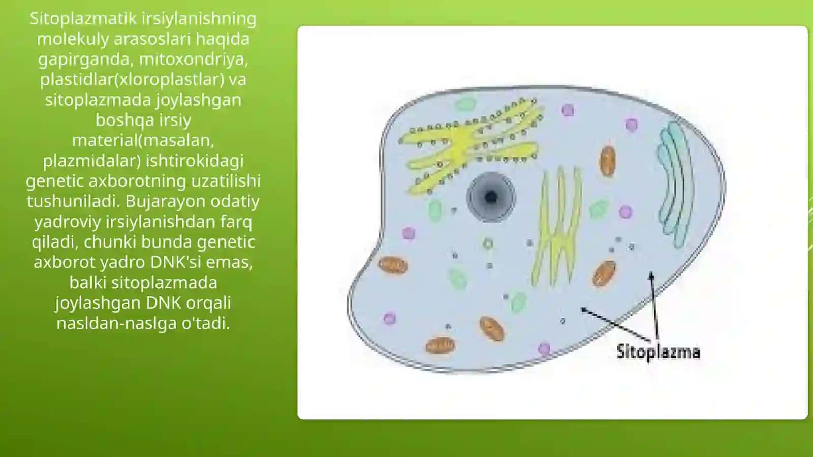 Sitoplazmatik irsiylanish va mutatsiyalar 2