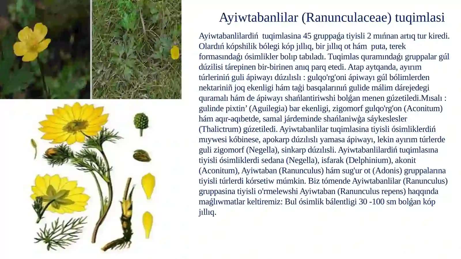 Ayiwtabanlilar tuqimlasi (dárilik tùrleri, biologiyasi, ekologiyasi, areali hám xaliq xojaliǵindaǵi áhmiyeti) 2