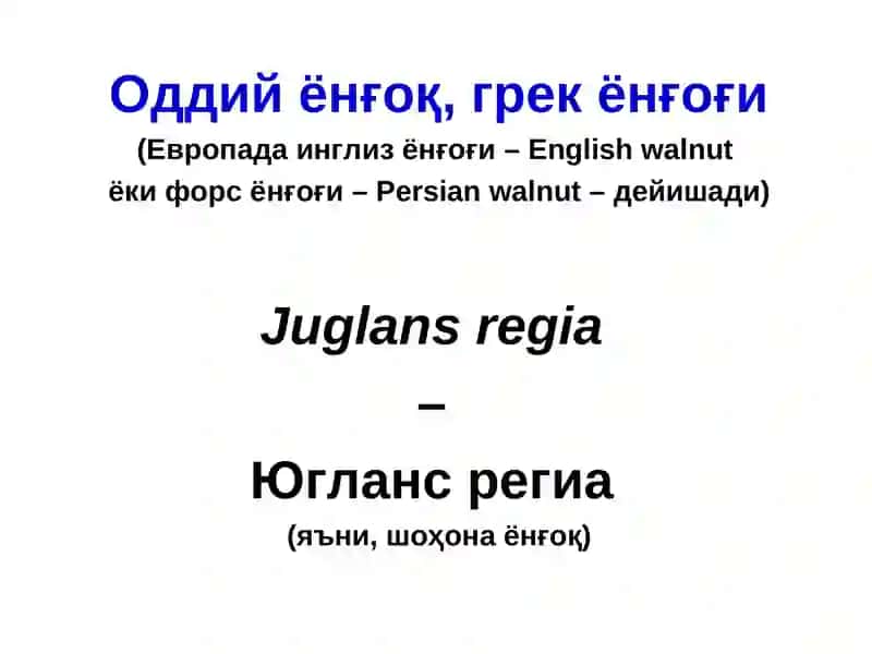 ЁНҒОҚ МЕВАЛИ ДАРАХТЛАР 2