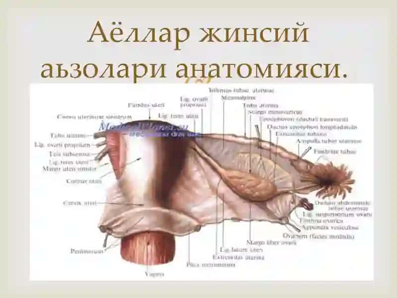Аёллар жинсий аьзолари жойлашишва ривожланиш нуксонлари. 2