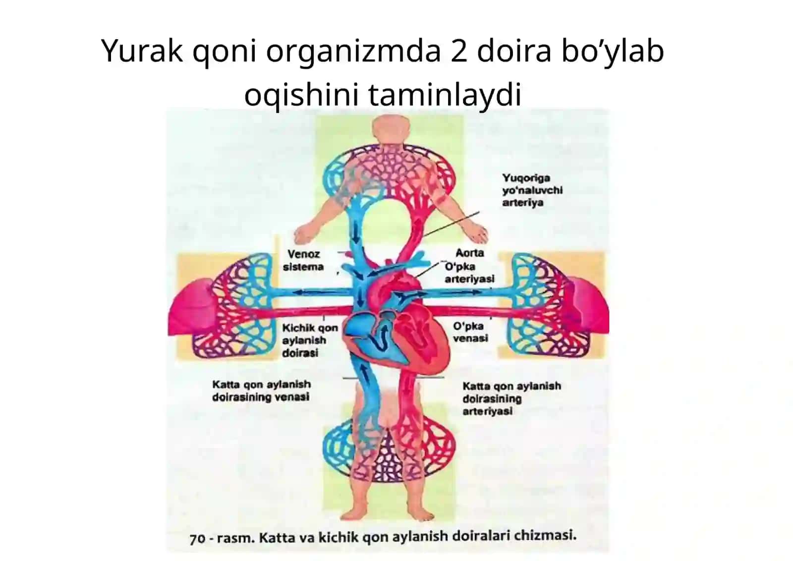 Yurakning fiziologik xossalar 2