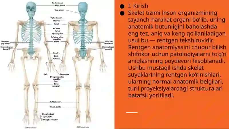 Skelet suyaklarining rentgen anatomiyasi 2