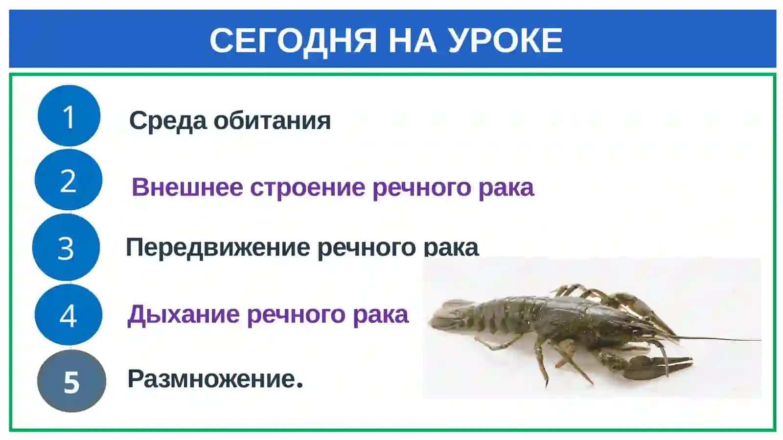 Класс ракообразные 2