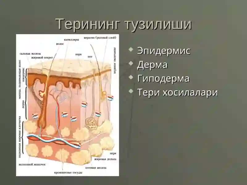 Терининг тузилиши 2