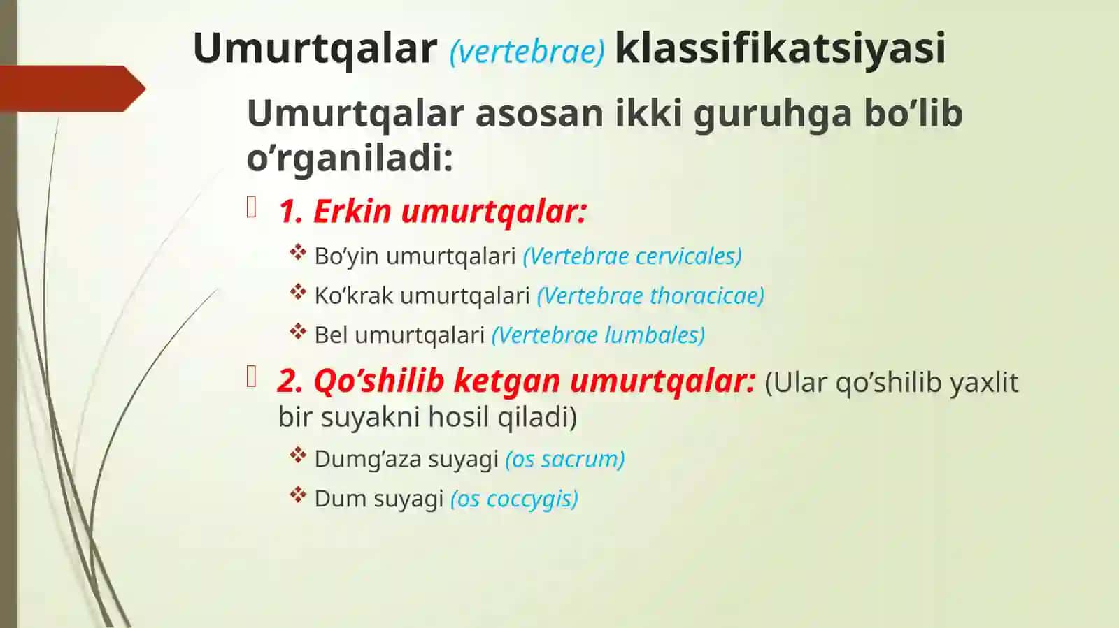 UMURTQALAR ANATOMIYASI 2